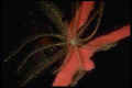 306031 Branching Sponge With White Feather Stars A4 Photo Print