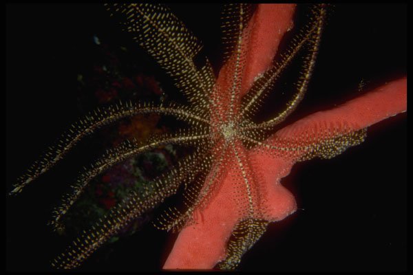306031 Branching Sponge With White Feather Stars A4 Photo Print