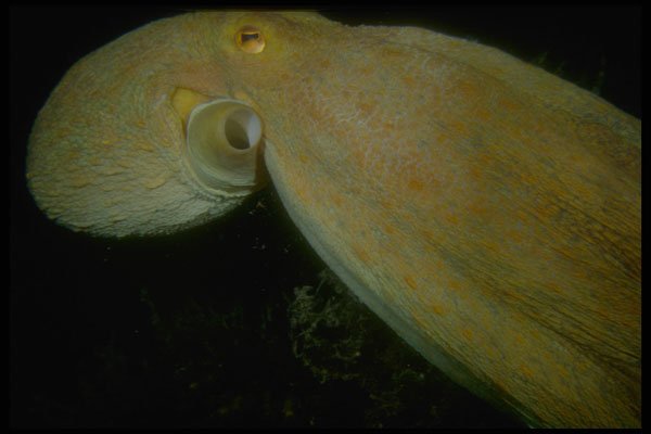 306032 Octopus A4 Photo Print