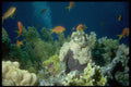 306033 Reef With Fairy Basslets A4 Photo Print