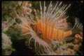 306034 Lionfish A4 Photo Print