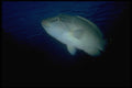 306035 Little Napoleon Fish A4 Photo Print