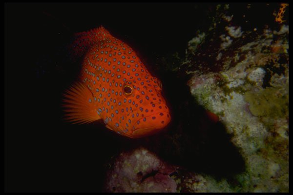 306036 Coral Grouper A4 Photo Print