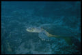 306037 Hawksbill Turtle A4 Photo Print