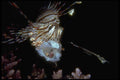 306038 Lionfish A4 Photo Print