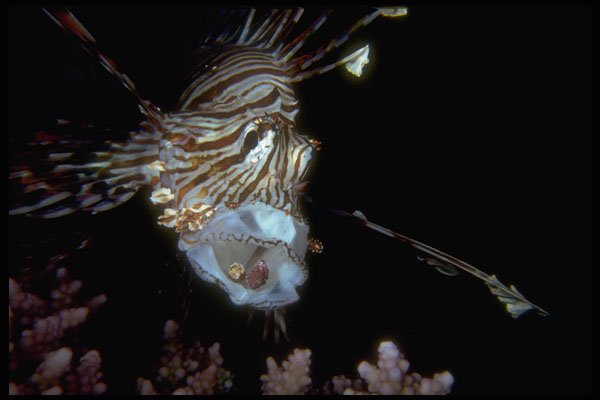 306038 Lionfish A4 Photo Print