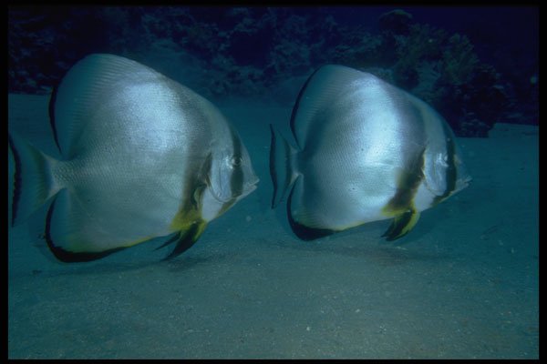 306039 Pinnate Batfishes A4 Photo Print