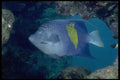 306040 Moon Angelfish A4 Photo Print