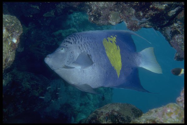 306040 Moon Angelfish A4 Photo Print