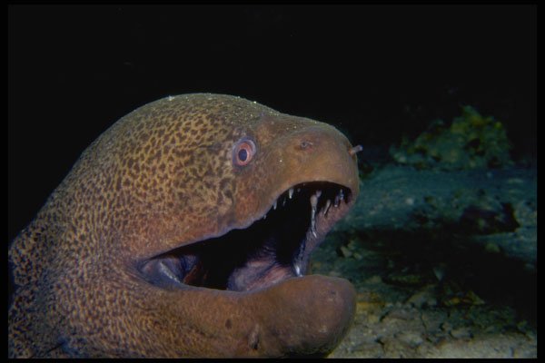 306041 Giant Moray A4 Photo Print