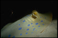 306042 Blue spotted Stingray A4 Photo Print