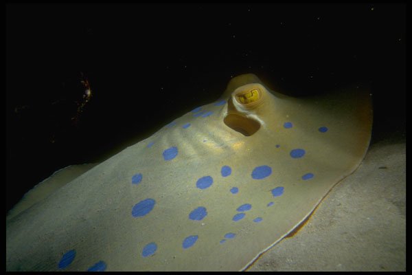 306042 Blue spotted Stingray A4 Photo Print