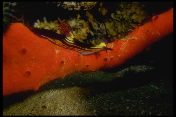 306043 Nudibranch A4 Photo Print