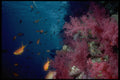 306044 Reef With Fairy Basslets A4 Photo Print