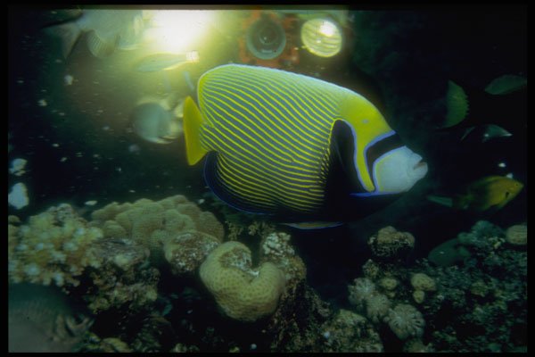 306046 Emperor Angelfish A4 Photo Print
