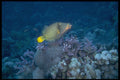 306047 Orange striped Triggerfish A4 Photo Print