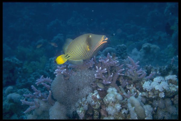 306047 Orange striped Triggerfish A4 Photo Print