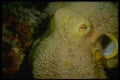 306048 Octopus A4 Photo Print