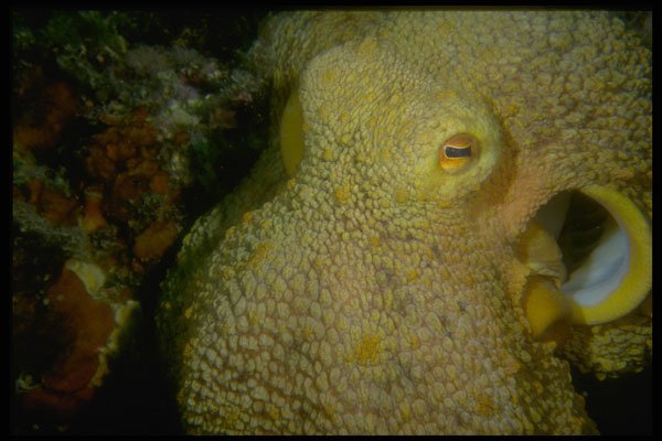 306048 Octopus A4 Photo Print