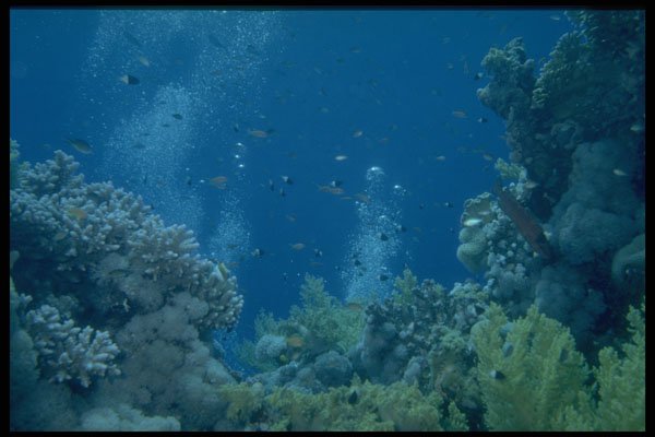 306049 At The Reef A4 Photo Print
