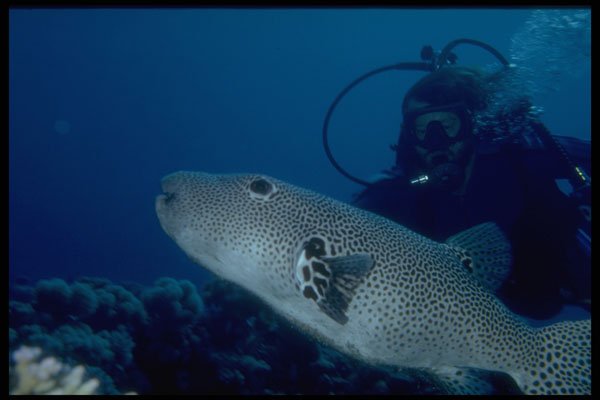 306050 Puffer A4 Photo Print