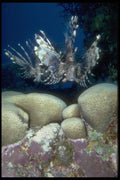 306051 Two Lionfishes A4 Photo Print