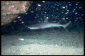 306052 Whitetip Reef Shark A4 Photo Print