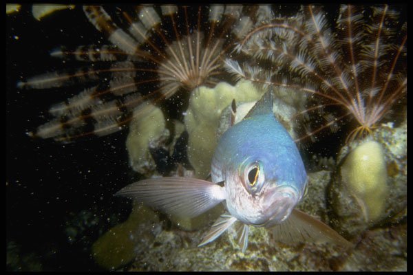 306053 Black Axil Chromis A4 Photo Print