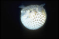 306054 Spotted Porcupinefish A4 Photo Print