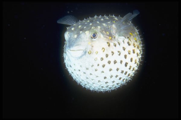 306054 Spotted Porcupinefish A4 Photo Print