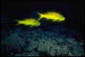 306055 Goatfish A4 Photo Print