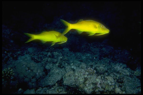 306055 Goatfish A4 Photo Print