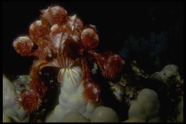 306056 White Feather Star A4 Photo Print