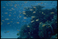 306057 Reef With Fairy Basslets A4 Photo Print