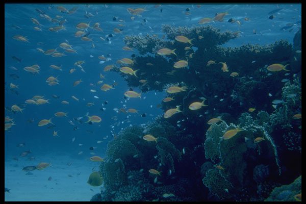 306057 Reef With Fairy Basslets A4 Photo Print