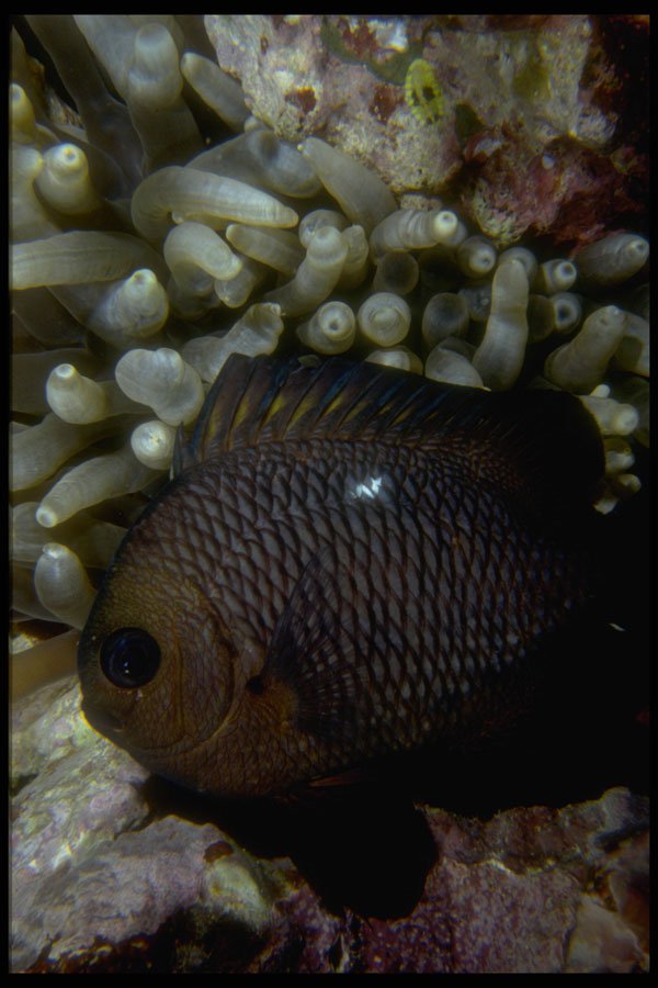 306058 Anemone Fish A4 Photo Print