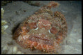 306059 Tassled Scorpionfish A4 Photo Print
