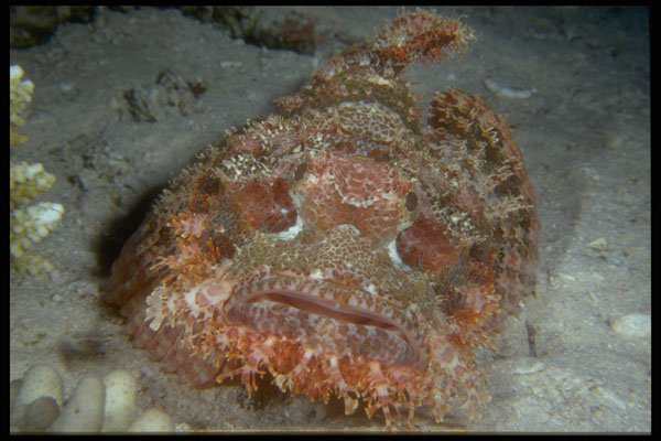 306059 Tassled Scorpionfish A4 Photo Print