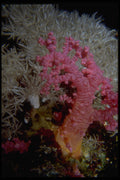 306060 Soft Coral A4 Photo Print