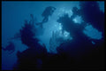 306061 Watching Against The Light, Paradise Garden A4 Photo Print