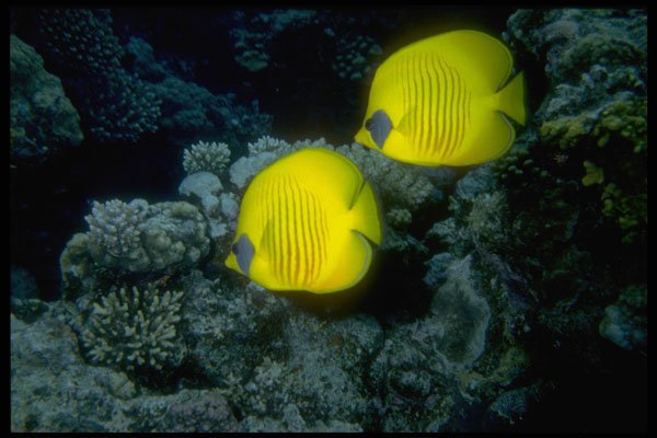 306062 Lemon Butterfly Fish A4 Photo Print