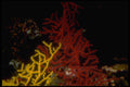 306063 Gorgonian Coral A4 Photo Print
