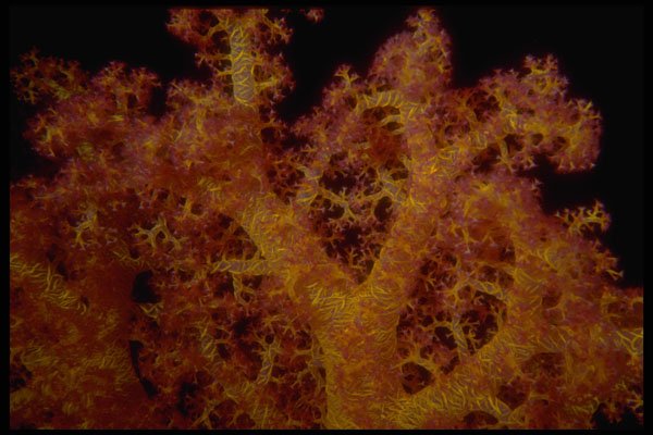 306064 Soft Coral A4 Photo Print