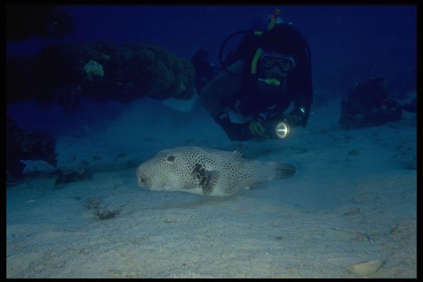 306065 Puffer A4 Photo Print