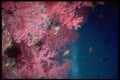 306066 Soft Coral At The Reef A4 Photo Print