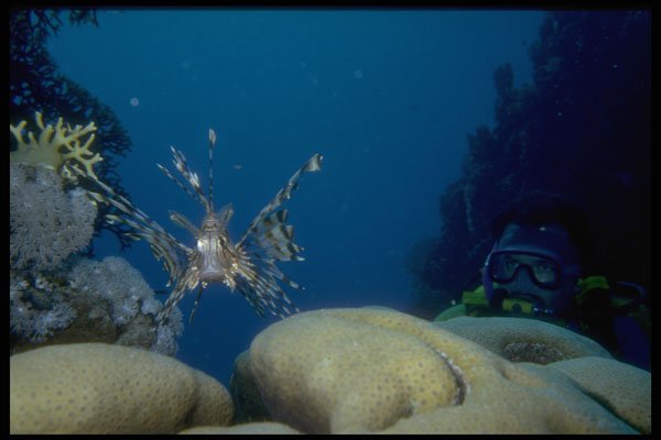 306067 Lionfish A4 Photo Print