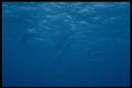 306068 Dolphins A4 Photo Print