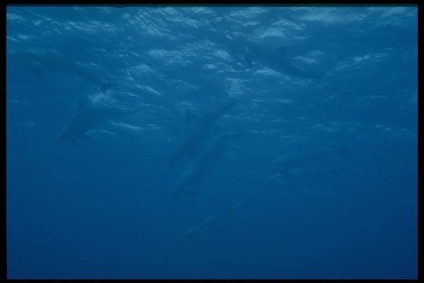 306068 Dolphins A4 Photo Print