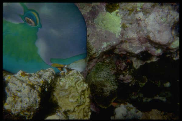 306069 Bullethead Parrotfish A4 Photo Print