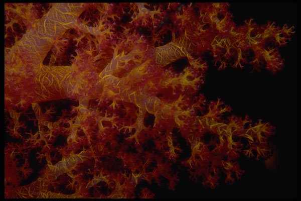 306070 Soft Coral A4 Photo Print